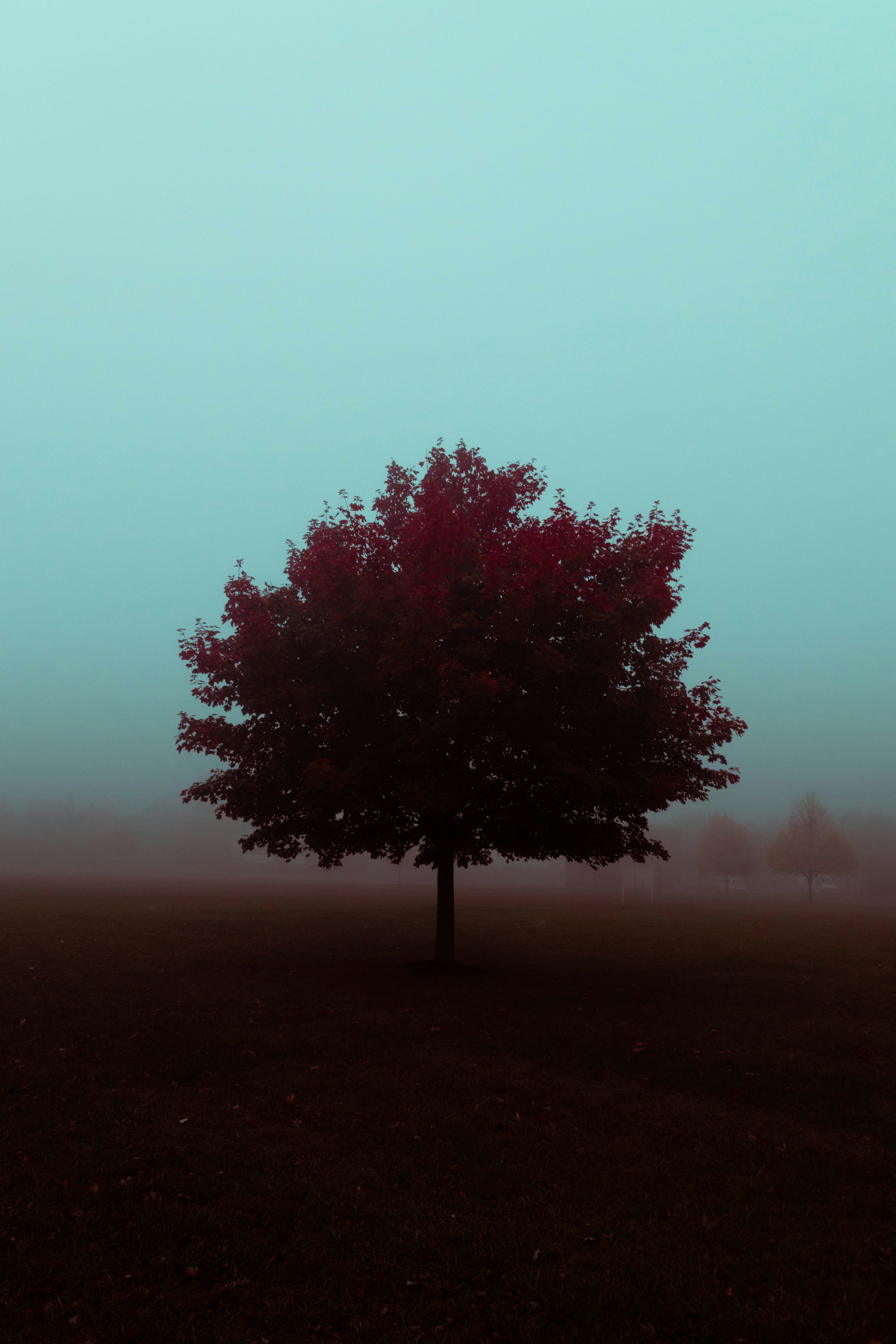 A solitary tree in the mist